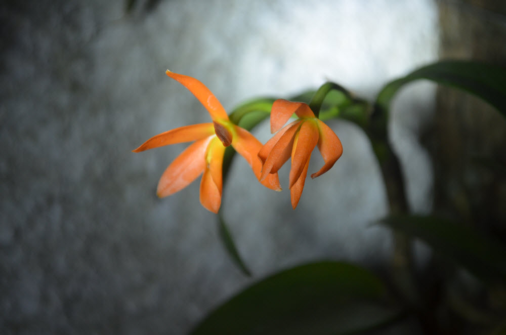 PlantFiles Pictures: Species Orchid, Orange Guarianthe (<i