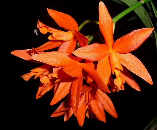 Guarianthe aurantiaca