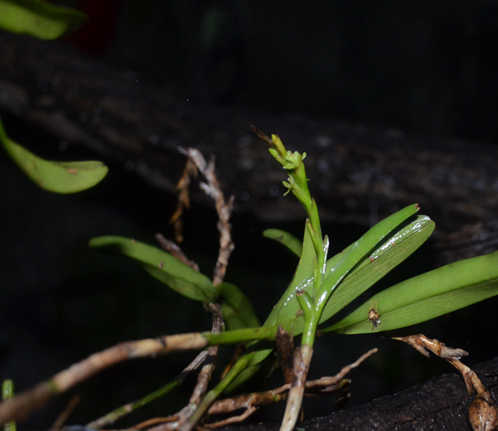 dwarf orchid